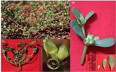 Improvement of a Traditional Orphan Food Crop, Portulaca oleracea L. (Purslane) Using Genomics for Sustainable Food Security and Climate-Resilient Agriculture
